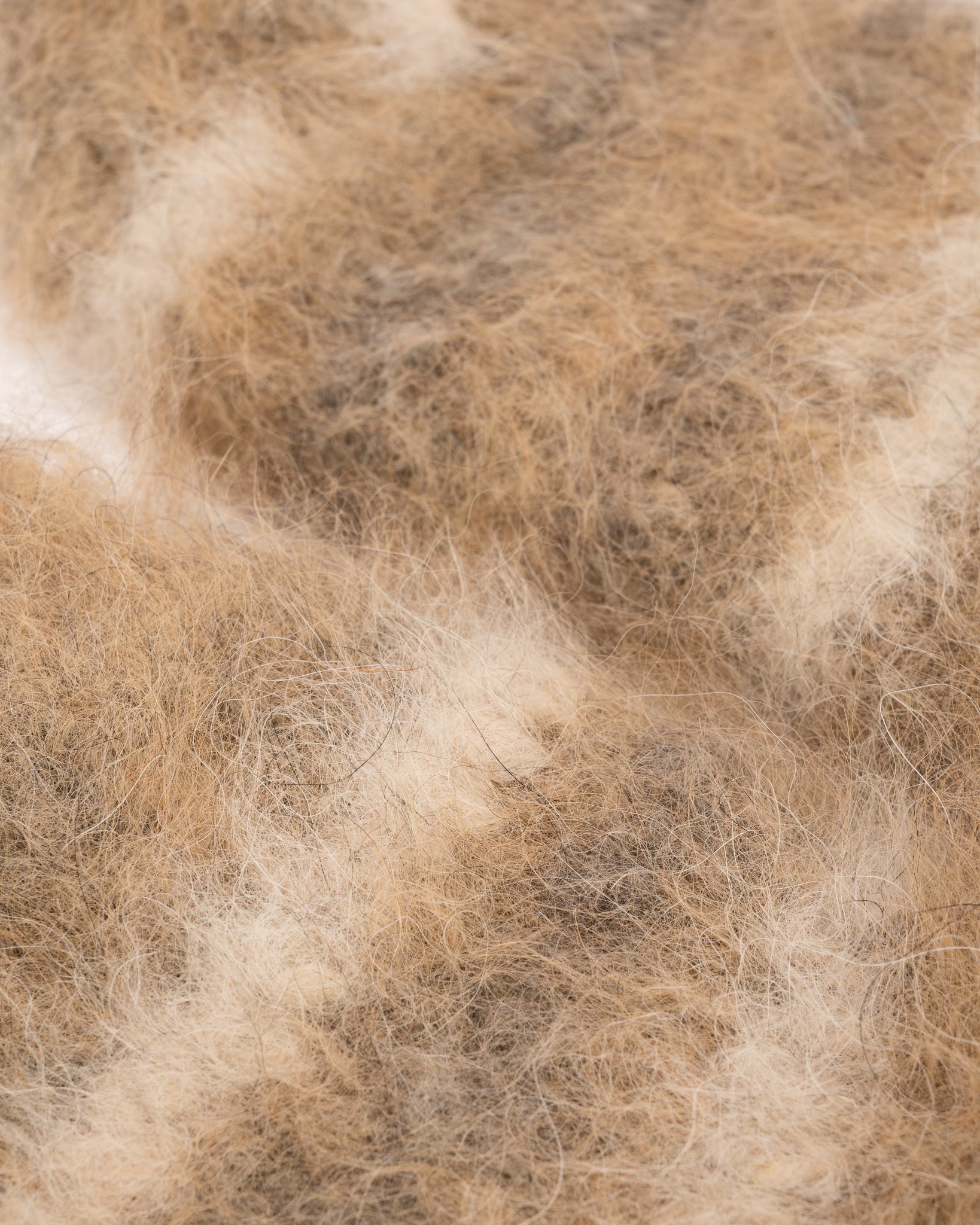 Asinsriti uzlabojošas 100% Sibīrijas Haskija suņu vilnas zeķes – DZELTENĪGAS, WoolLando