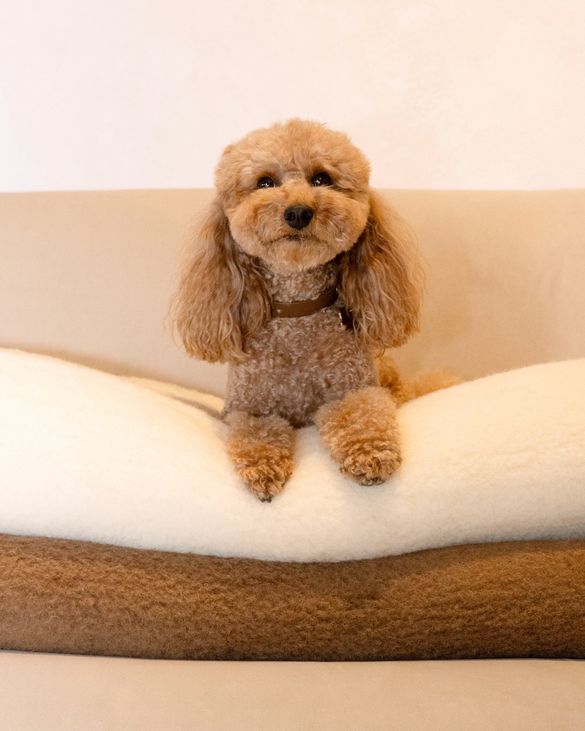 100% merīnovilnas viegls pārklājs-pleds, WoolLando