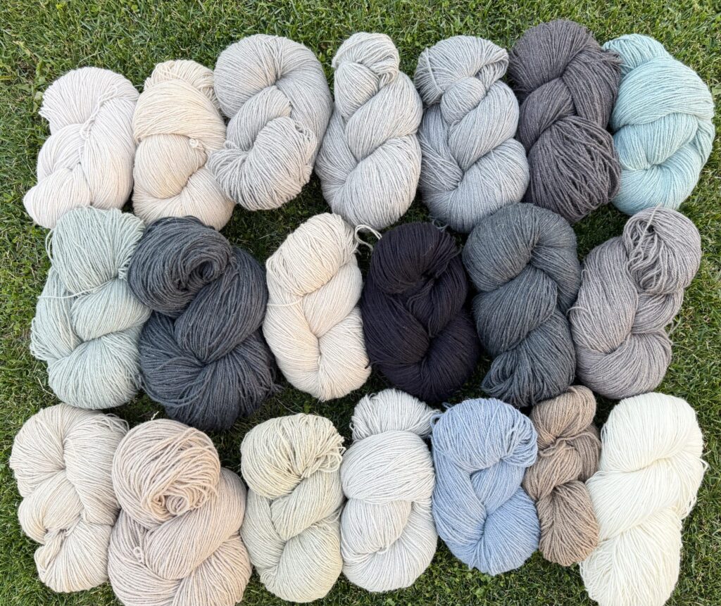 Dabisko krāsu aitu vilnas dzijas komplekts 10 kg, WoolLando