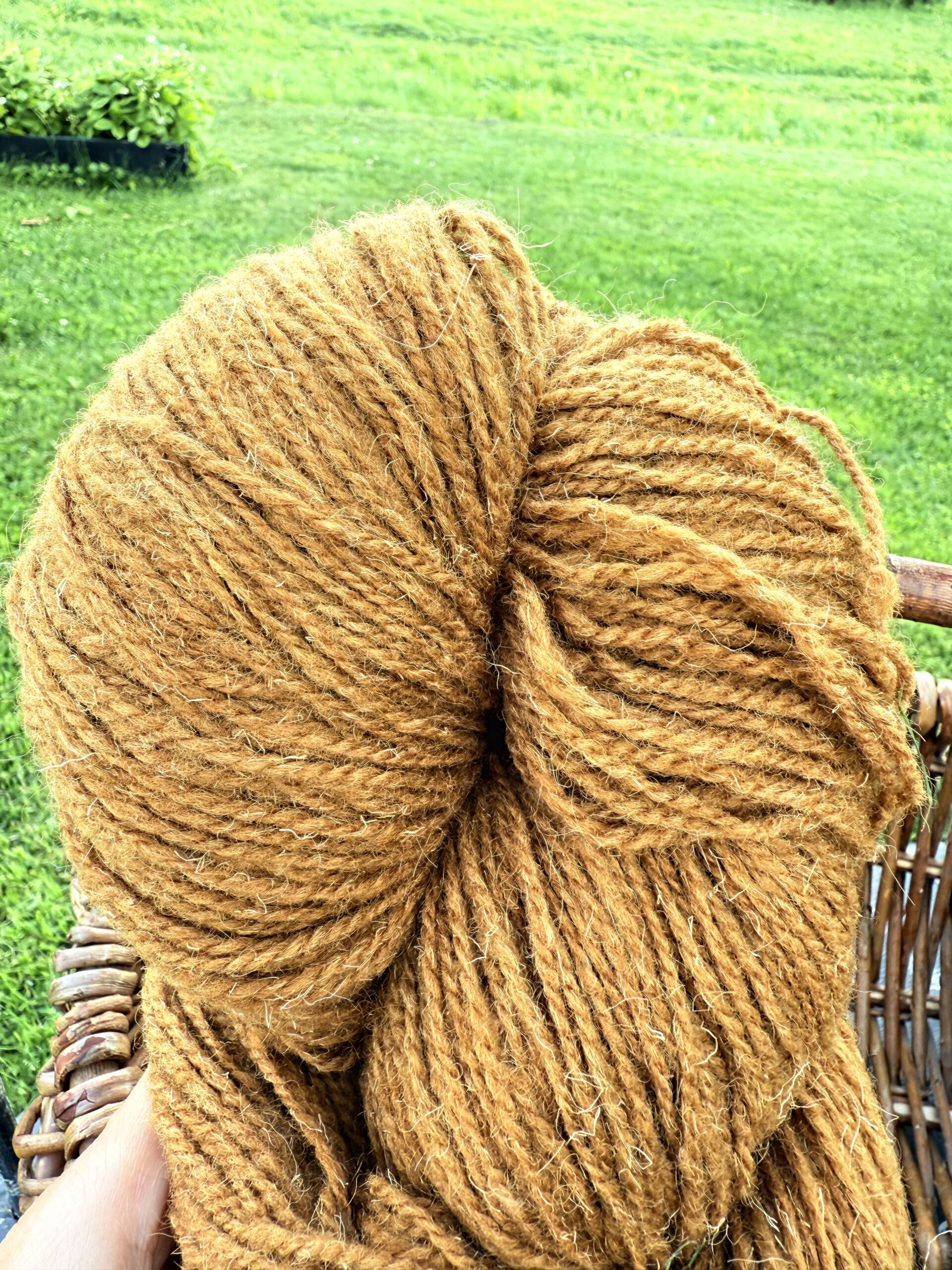 Aitu vilnas dzija 1 kg – MUSTARD BROWN, WoolLando