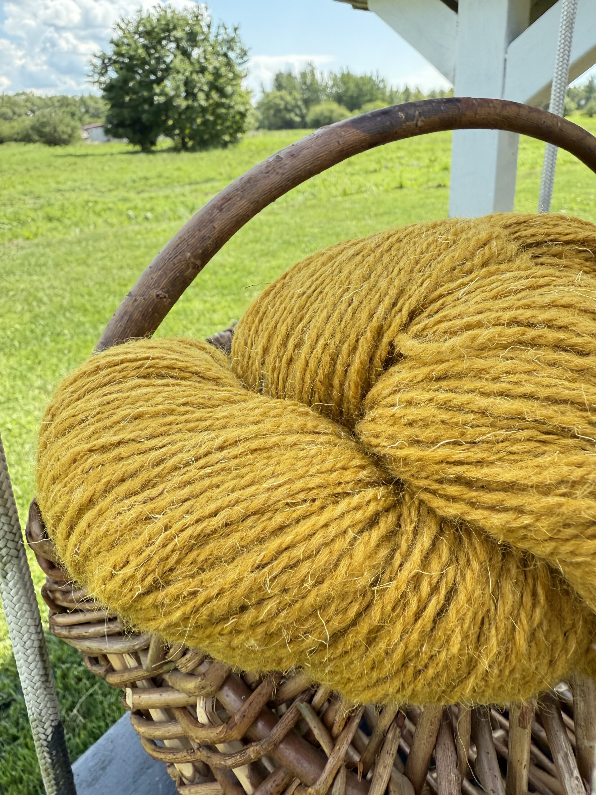Aitu vilnas dzija 1 kg – MUSTARD YELLOW, WoolLando